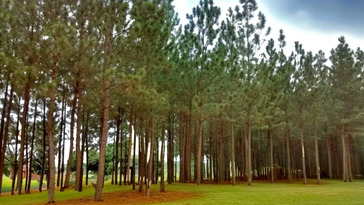 Chikangawa Forest