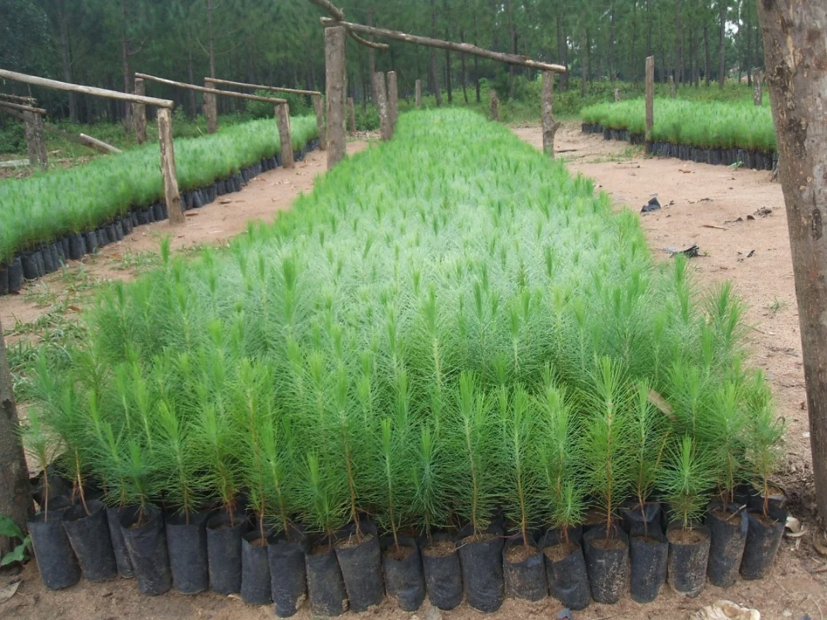 Forestry & Wood Manufacturing_ Sustainable by Design