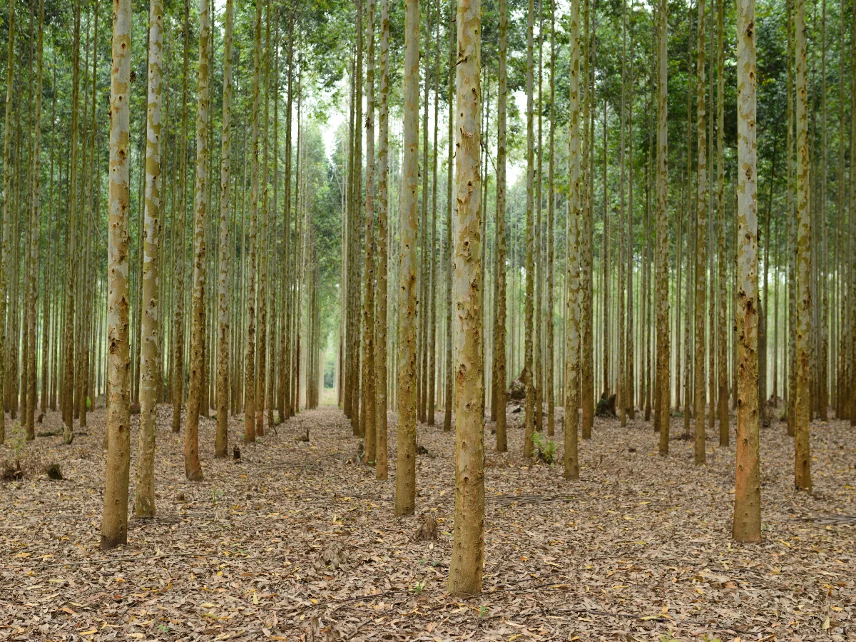 Forestry & Wood manufacturing