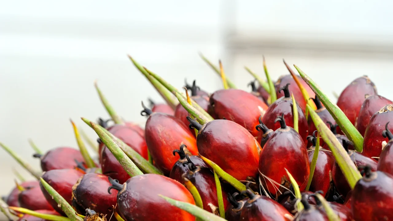Palm Seeds
