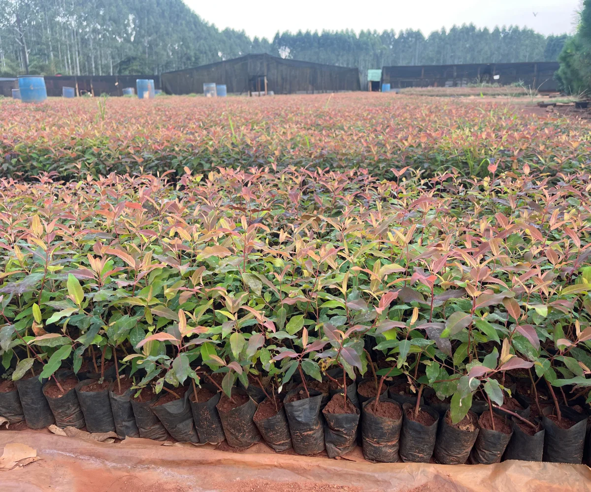 Eucalyptus Nursery bed
