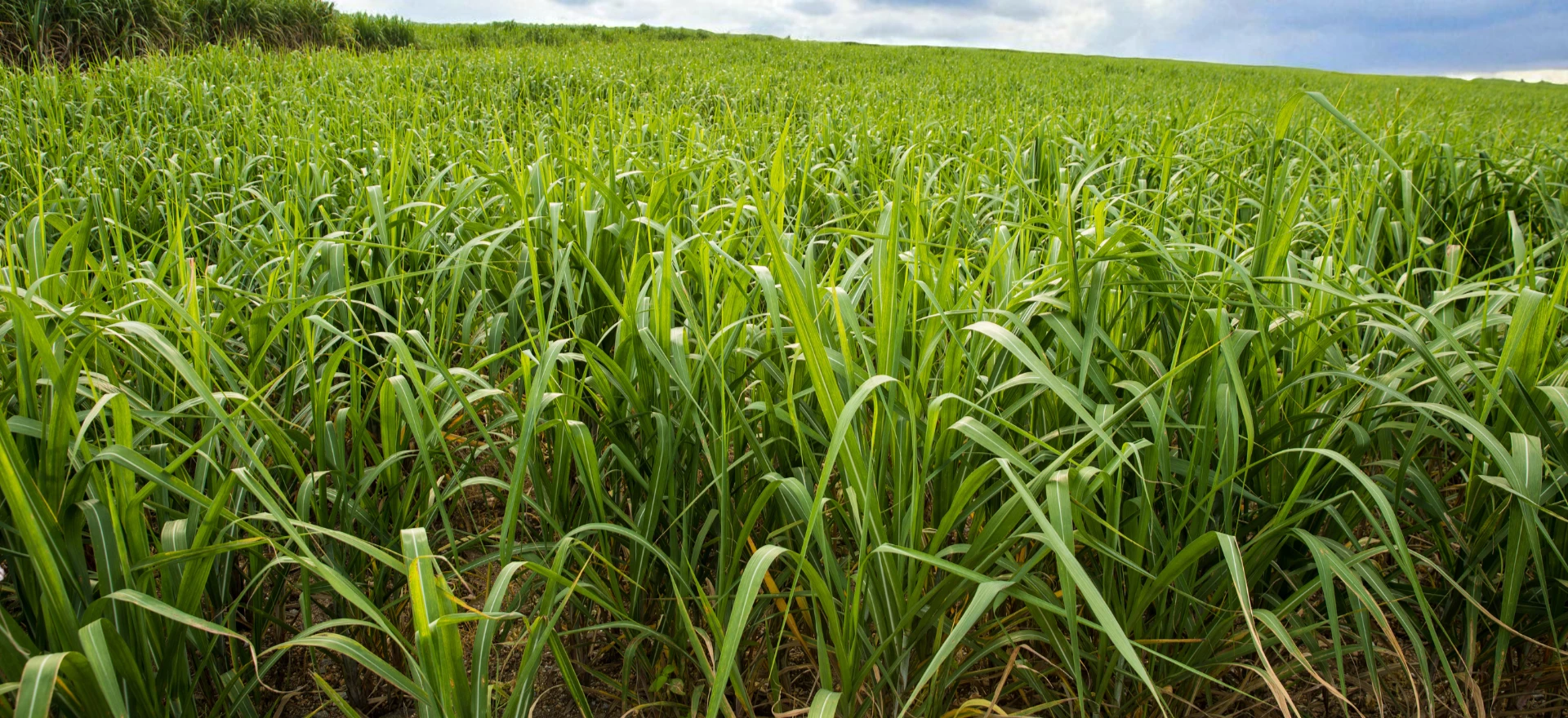 Sugar plantation