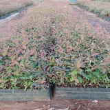 sarraigroup_Blog